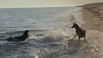 Photo of Incredible Video Shows Dog And Dolphin Playing Together At The Beach