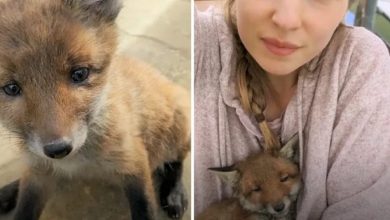 Photo of Family Reunites Baby Fox With His Mom After Finding Him In Their Yard