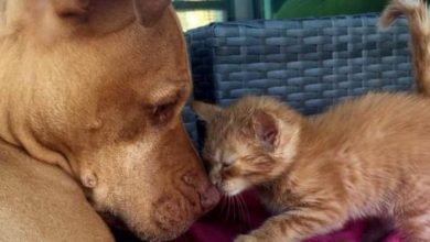 Photo of Rescue Pit Bull Falls In Love With Kitten And Spends His Whole Life To Care For Her