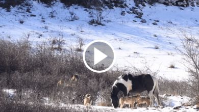 Photo of Horse Defends Himself Against Wolves By Rolling Around In The Snow