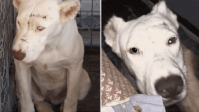Photo of Scared Rescue Dog Wakes Up New Mom In Middle Of The Night To Say Thank You