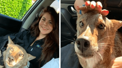 Photo of Woman Rescues ‘Injured Dog’ That Was Hit By A Car, Finds Out It’s A Wild Coyote
