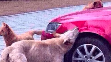 Photo of Instant KARMA – After hitting a stray dog, he watched helplessly as the dog and some “friends” destroyed his car