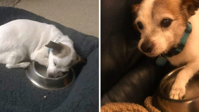 Photo of Traumatized Rescue Dog Can’t Believe He’s Finally Safe And Sleeps With His Food Bowl Every Night