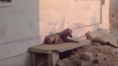 Photo of Dog Slowly Shriveling Up Rescued Just in Time