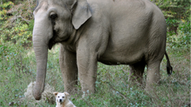 Photo of Elephant Waits Weeks For Injured Dog BFF To Return, Now Watch As They’re Finally Reunited