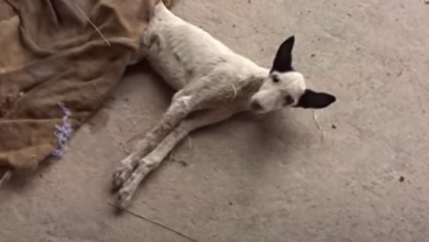 Photo of Street Puppy So Emaciated He Could Not Walk Takes His First Steps To Love
