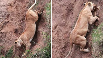 Photo of Mother Lion Risks Her Life To Save Her Baby In A Dramatic Rescue