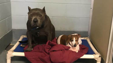 Photo of Bonded Dogs Adopted Together But Split Apart After Blind Dachshund Abandoned