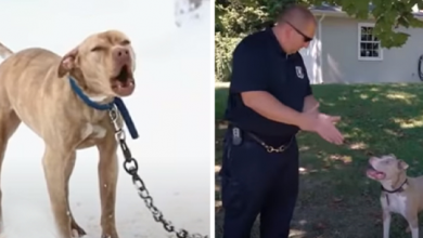 Photo of Cries For Help Of Chained Pit Bull Puppy Answered By A Police Officer