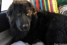Photo of A Newfoundland Rescued Off The Streets Travels 1,000 Miles To Find Happiness