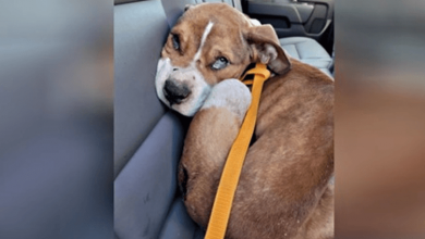 Photo of Abused Puppy Seized From New York Home Is Adopted By Responding Officer