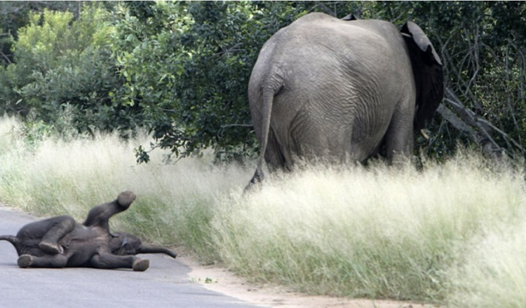 Baby Elephant Throws Cutest Temper Tantrum Ever Caught on Camera