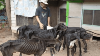 Photo of King Of Thailand Adopts 13 Starved Great Danes Found Near Death At Breeding Farm