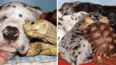 Photo of Orphaned Turtle Is Raised With Rescued Dogs And They Are Now Inseparable