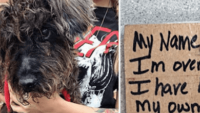 Photo of Old Blind Dog Sat On Concrete In Hot Sun, Tied To A Pole With A Note