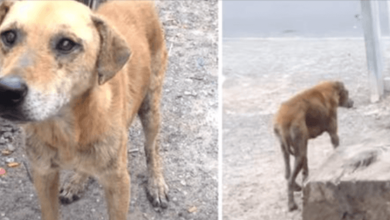 Photo of Street Dog Wouldn’t Leave Without Her Friend, Leads Rescuers To Her