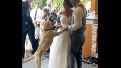 Photo of Couple’s Labrador crashes their first wedding dance and melts thousands of hearts