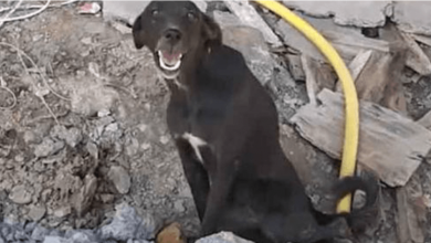 Photo of Stray With A Fantastic Smile Could Not Stand No Matter How Hard She Tried