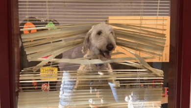 Photo of Labradoodle Follows Kids To School, Then Family Receives His Photo In Principal’s Office