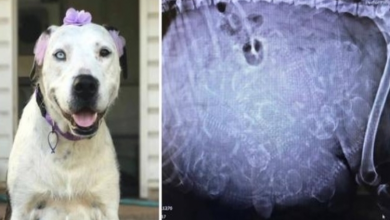 Photo of Pregnant Pit Bull Is Dumped By Owner, Then Shelter Sees ‘Uncountable’ Puppies On X-Ray Of Womb