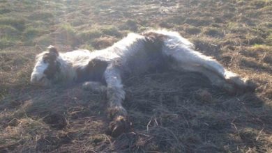 Photo of Dying Foal Goes From Being Unloved To Champion