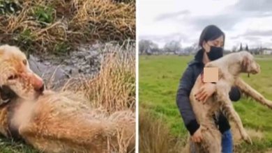 Photo of Rescuers find abandoned hunting dog rotting alive in field and become determined to save her