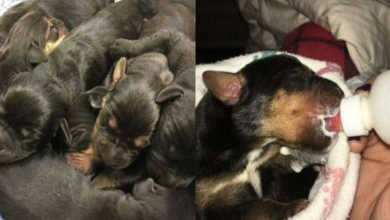 Photo of Puppies Discovered Abandoned in a Box Were Only a Few Hours Old