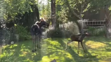 Photo of Woman Accidentally Gives Adorable Moose Family The Best Day Ever