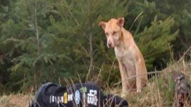 Photo of Girl Pretends To Be Hurt To Rescue A Scared Stray Dog