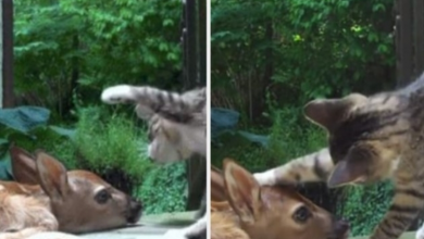 Photo of As Soon as Kitten Spots a Baby Deer At The Front Door, She Can’t Contain Her Excitement