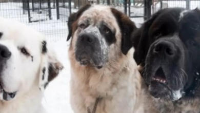 Photo of Inseparable Saint Bernard Brothers Are Dumped At Shelter—Now, They’re Looking For Forever Home