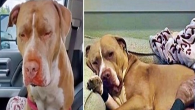 Photo of Pit Bull Thrown From Overpass Finds Forever Home With The Woman Who Saved Him