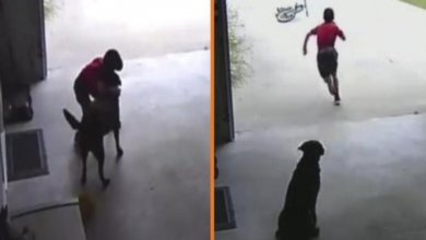 Photo of Boy Sneaks Into His Neighbors Garage Every Day, Hugs Dog, and Runs Away