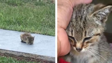 Photo of Woman saves little kitty on sidewalk when others just ignore her