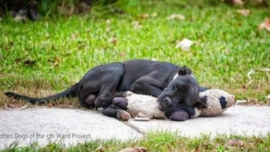 Photo of Homeless Dog Went Viral After People Shared A Picture Of It Sleeping With A Stuffed Animal