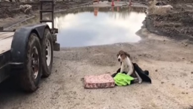 Photo of Dumped Dog Who Couldn’t Stand Up, Waiting For Help