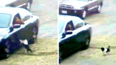 Photo of Dumped Dog Keeps Running After Owner’s Car Believing They Forgot Him By Mistake