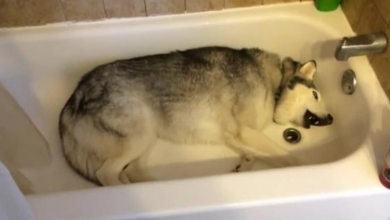 Photo of Mom Pulled Back The Shower Curtain To Find Husky In Tub, Throwing “Temper Tantrum”