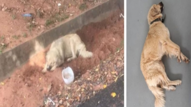Photo of Dog waited 8 days for his owner outside the hospital without knowing that she had died