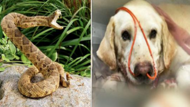 Photo of Hero dog takes two rattlesnake bites to save owner’s life