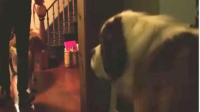 Photo of The beautiful moment abandoned 130lbs St. Bernard steps into a home for the very first time