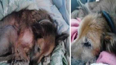 Photo of No One Wanted A Dying, 16-Year-Old Shelter Dog And Then A Family Took A Chance