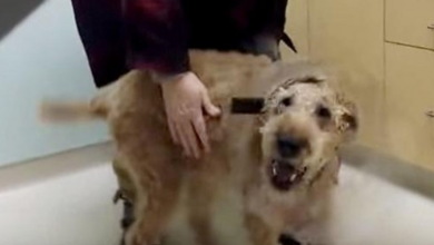 Photo of Blind dog gets surgery and finally sees his family for the first time