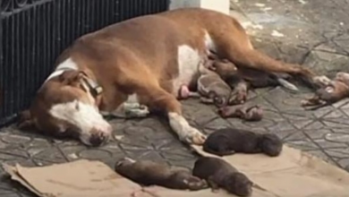 Photo of Starving Mama Dog And Her Malnourished Newborns Saved Just In Time