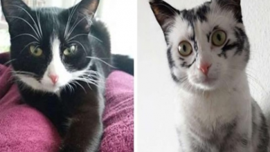 Photo of Rescued Cat With Rare Condition Changes Colors In Front Of Her Owner’s Eyes