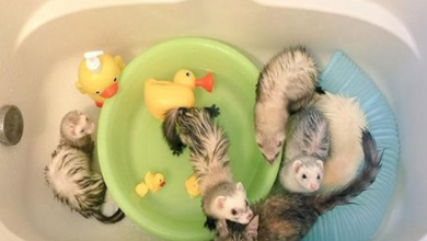 Photo of Rescue Kitten Adopted By 5 Ferrets Thinks It’s A Ferret Too