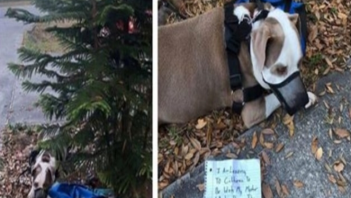 Photo of Owner Ties His Dog To Neighbor’s Tree in the Middle of the Night With Note and Then Leaves Town