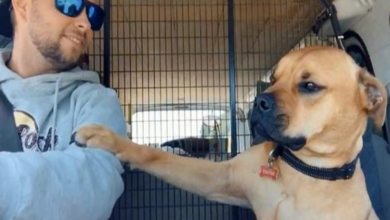 Photo of Rescue Dog Keeps Paw On New Owner At All Times To Make Sure He Won’t Be Left Again