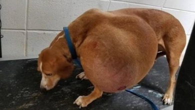 Photo of Small Dog with Enormous Tumor and Surrendered for Euthanasia has the Best Life Now